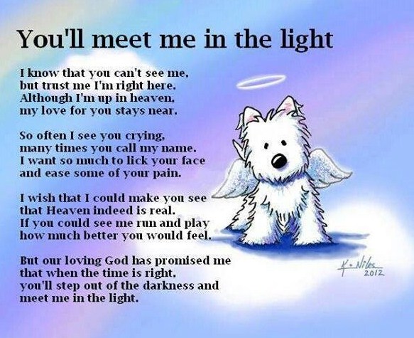 Dogs Go To Heaven Quotes. QuotesGram