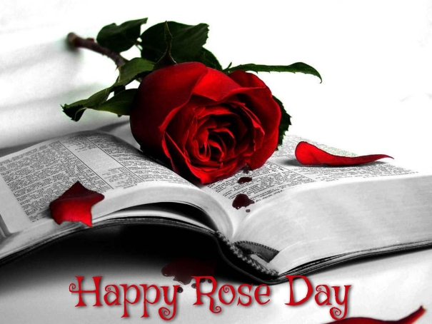 Rose Day Pictures ImagesRose Day Pictures Images