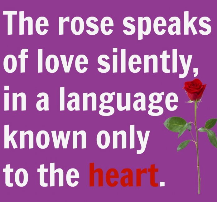 Rose Day Quote Images